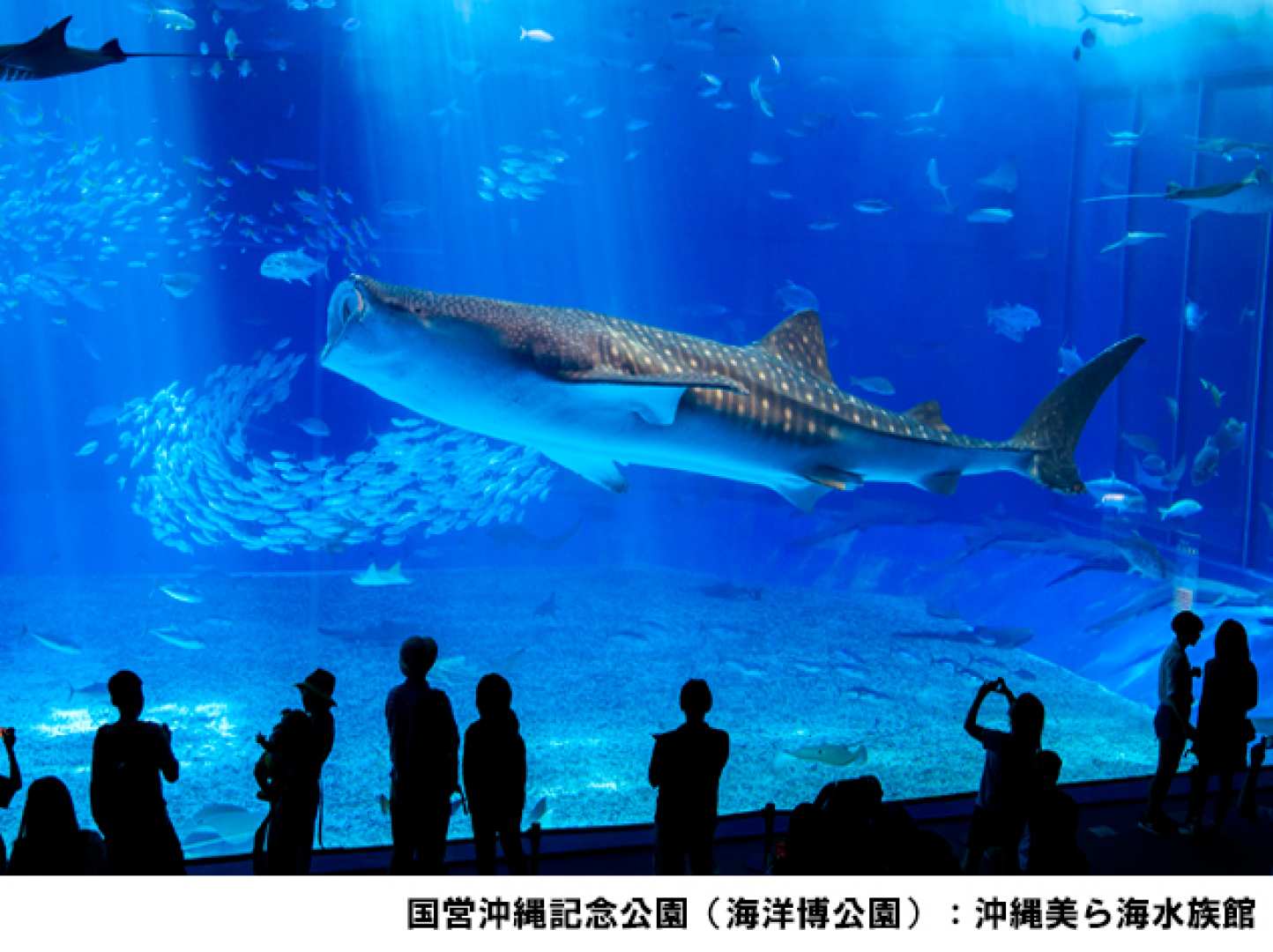 Okinawa Churaumi Aquarium Admission Ticket