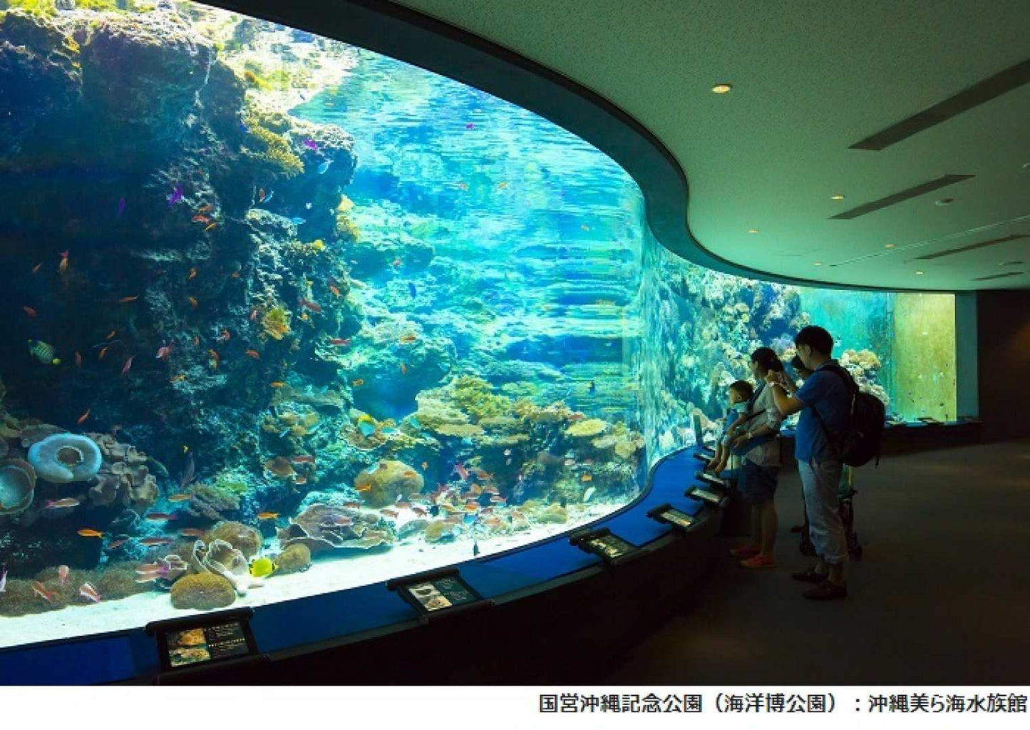 Okinawa Churaumi Aquarium Admission Ticket